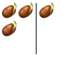 seed